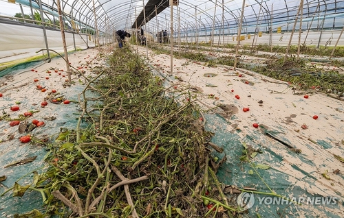 침수 피해를 본 전북 익산시 한 시설하우스[연합뉴스 자료사진]